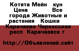 Котята Мейн - кун › Цена ­ 19 000 - Все города Животные и растения » Кошки   . Карачаево-Черкесская респ.,Карачаевск г.